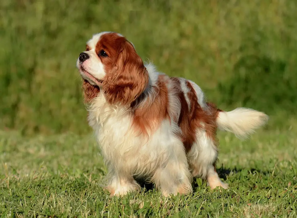 What Dogs Have the Most Health Problems: Top Risky Breeds Revealed