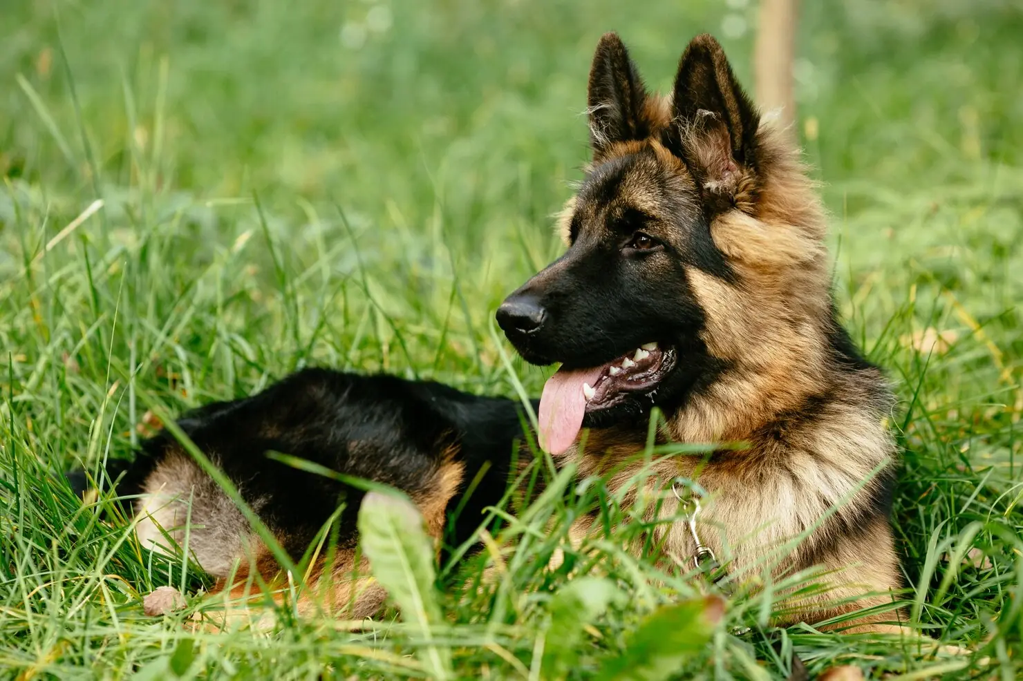 What Dog Breeds are Prone to Seizures: Top Risks Revealed