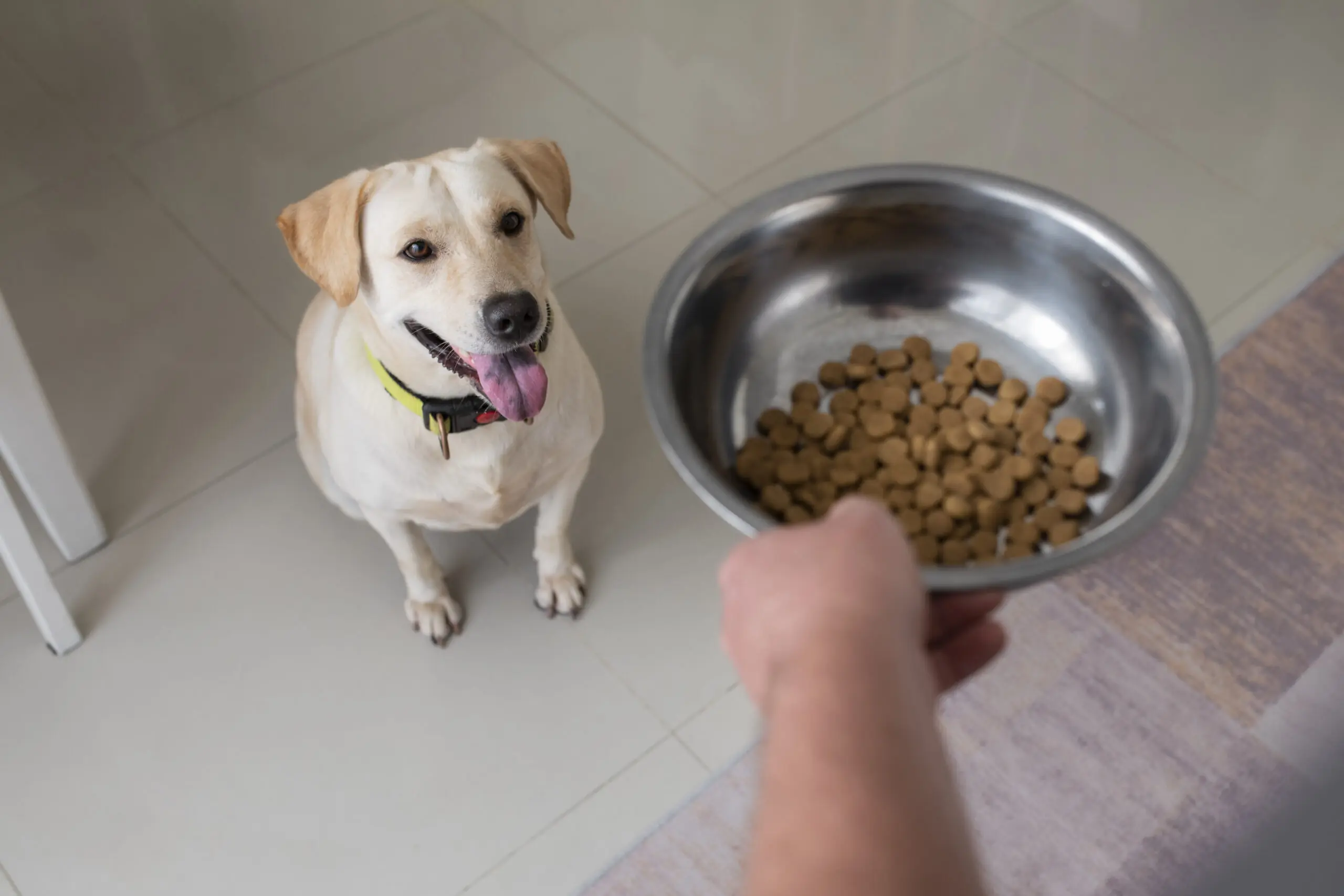 Diet Dog Food Peas Heart Disease Canine Kidney Health: Vet