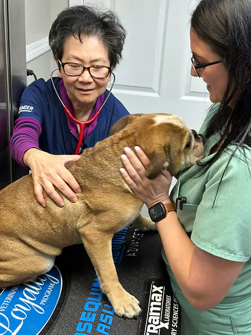 Two women petting a dog on a table.