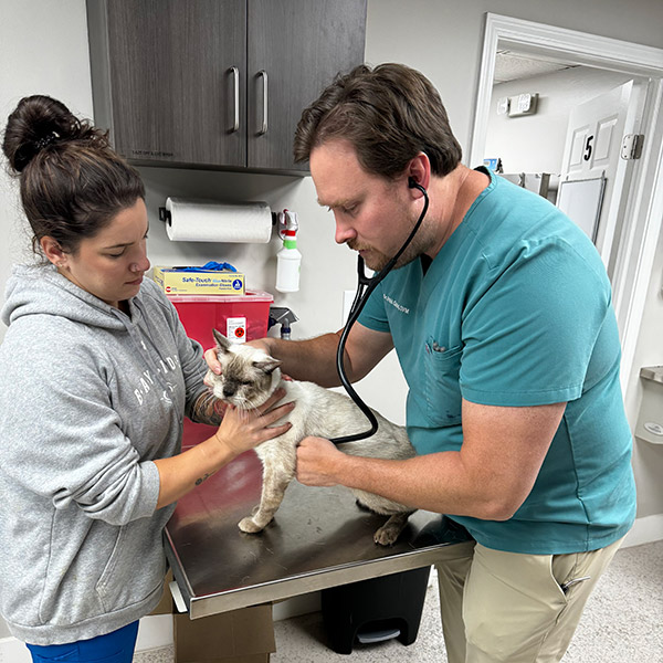 At Beyond Pets Animal Hospital, a veterinarian examines a cat with a stethoscope on a metal table while an assistant gently holds the feline steady in the clinic room.