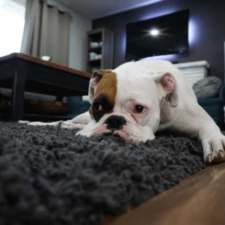 Tile Cleaning Carpet