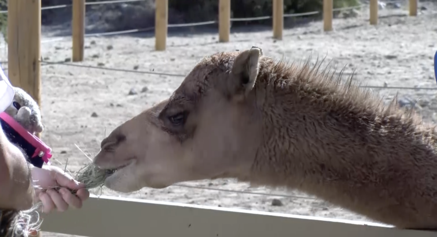 The Living Desert Camels