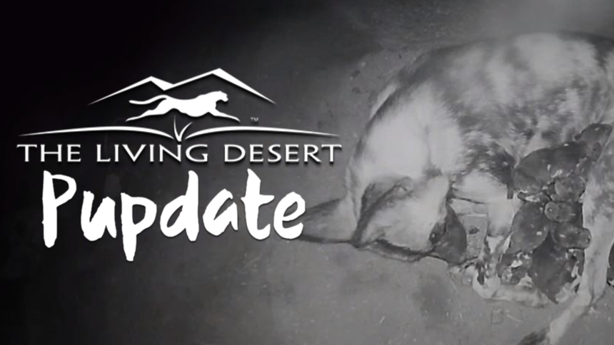 1-28-LIVING-DESERT-PUPDATE-GFX