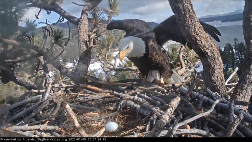 EAGLE CAM 2
