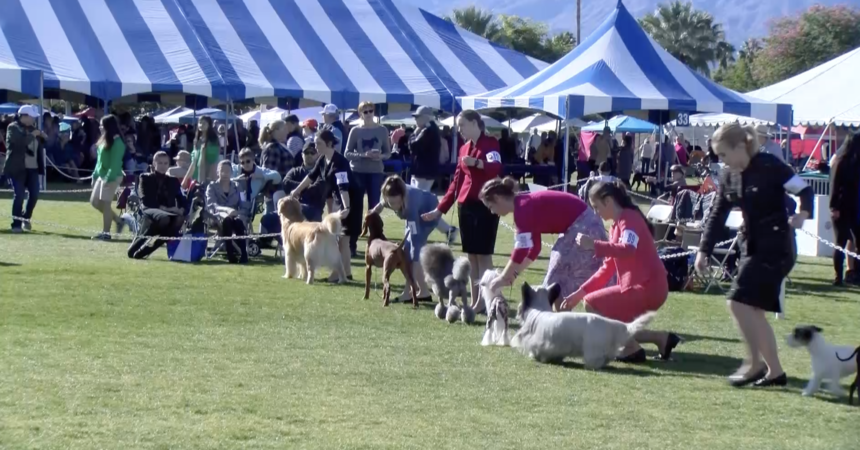 Thousands of dogs and their owners show at this year's Kennel Club of