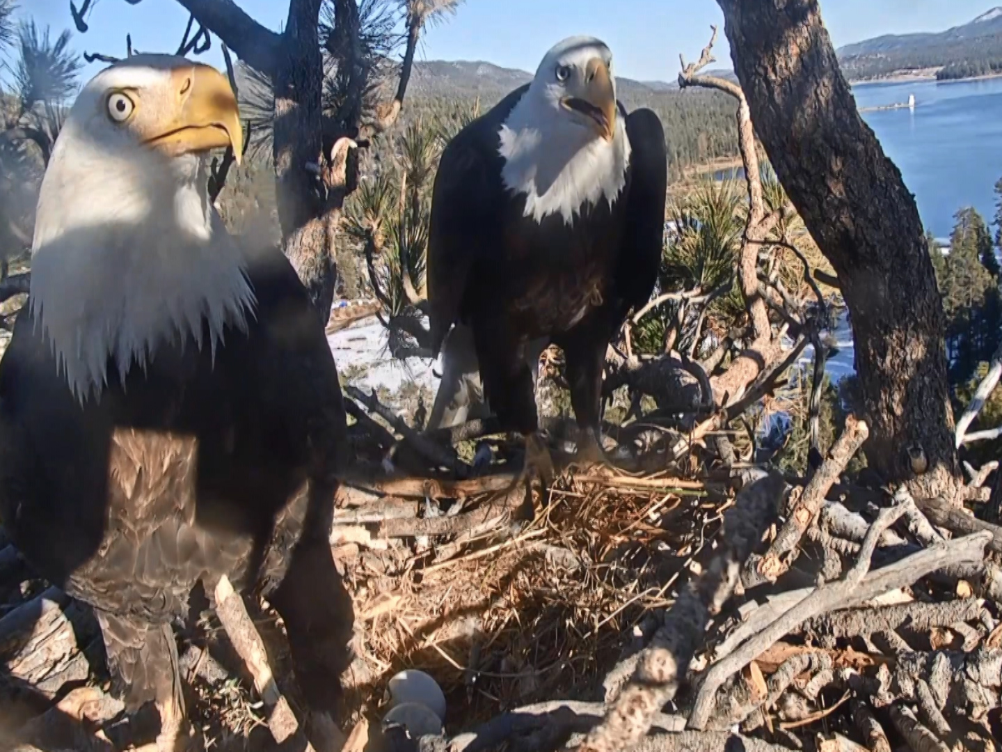 watch-live-big-bear-eagle-cam-kesq