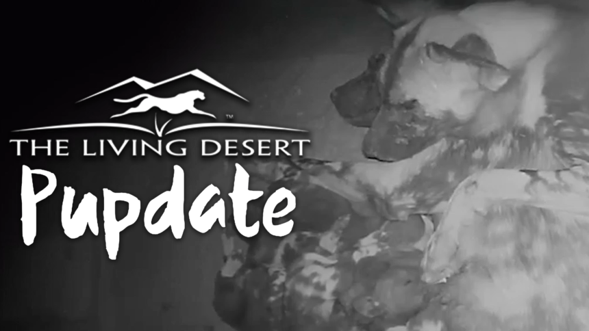2-13-THE-LIVING-DESERT-PUPDATE-GFX
