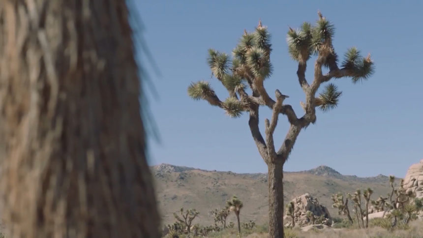 JOSHUA TREE NATIONAL PARK