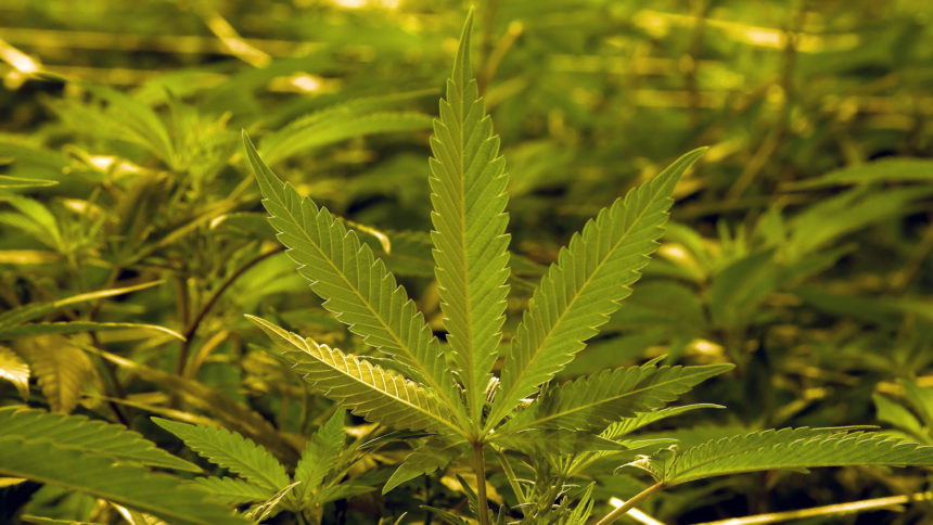 Marijuana20pot20weed20plant20leaf.jpg.jpg_38135648_ver1.0