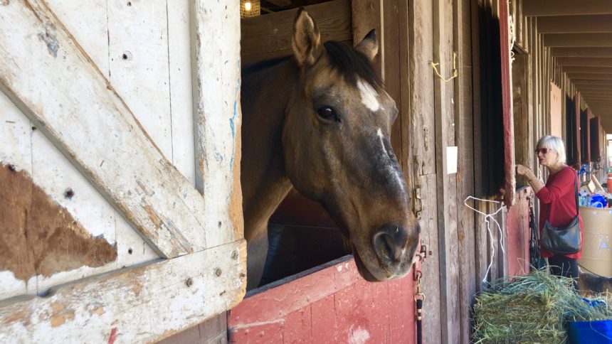 Equine Evac earl warren showgrounds