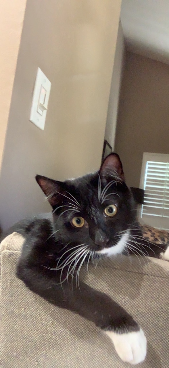 Newsroom cats 5408