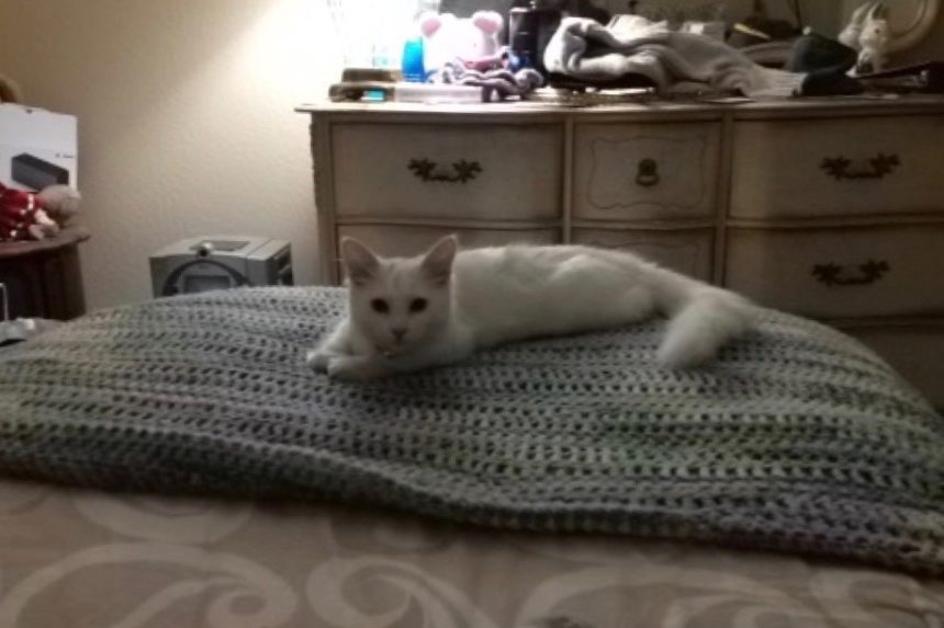 Newsroom cats 5409