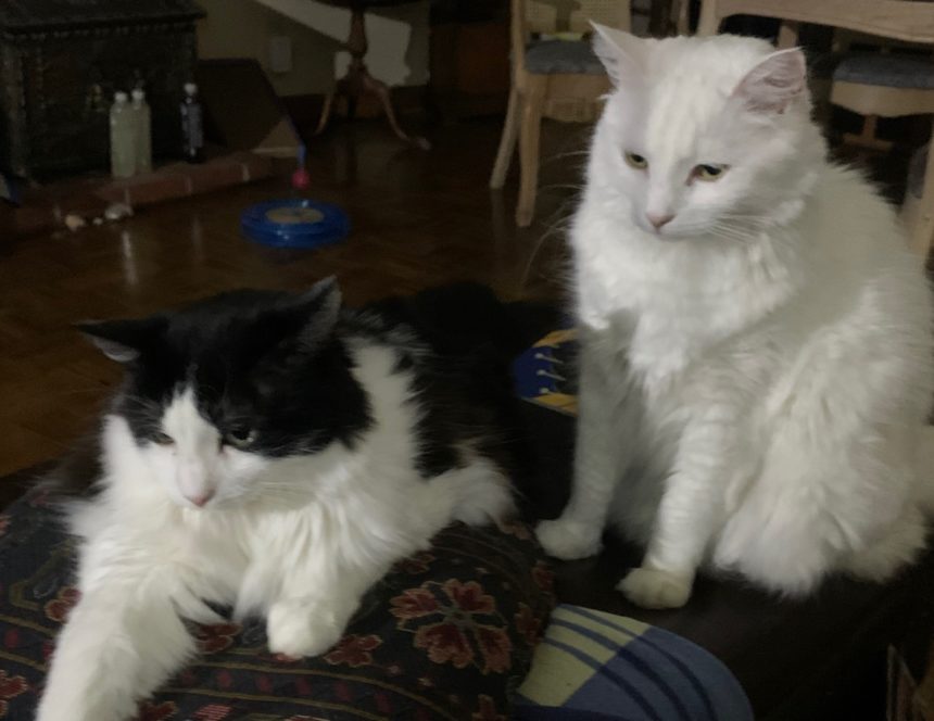 Newsroom cats 5413