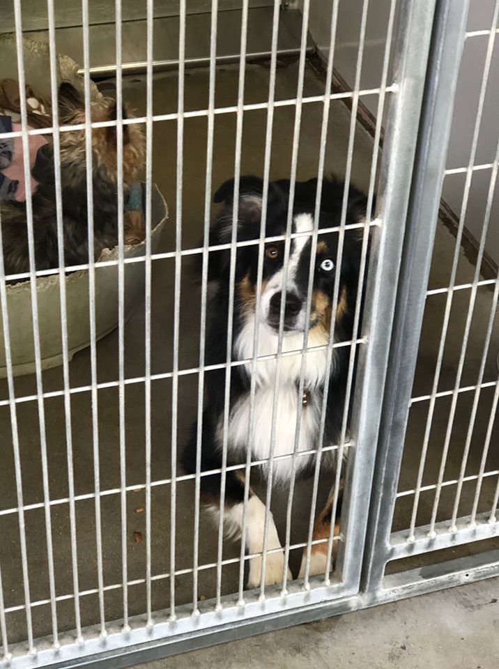 Animal Services taking animal evacuees from the Cave Fire