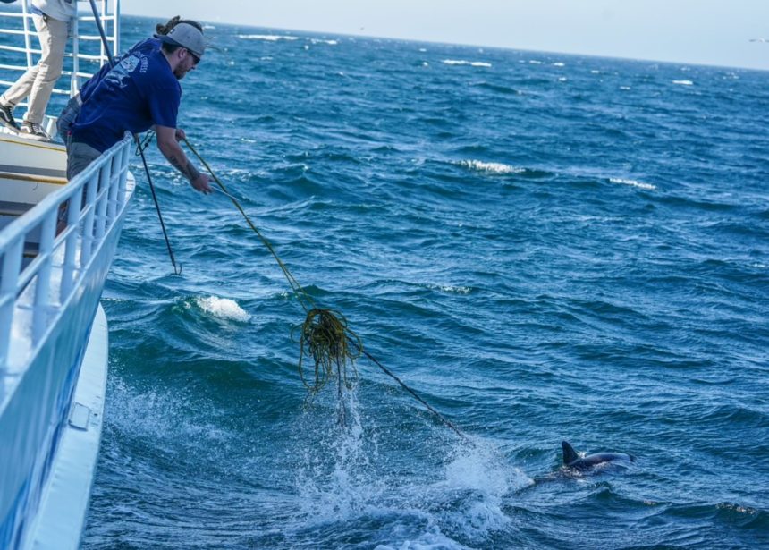 Dolphin rescue