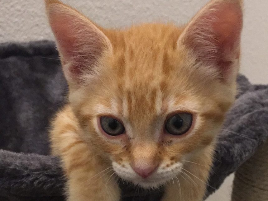 Newsroom cats 5414