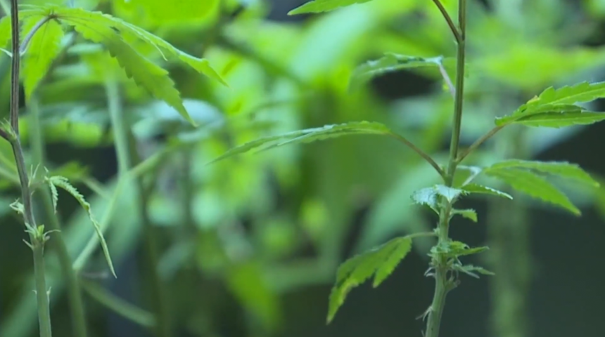 IMMI POT FARMS