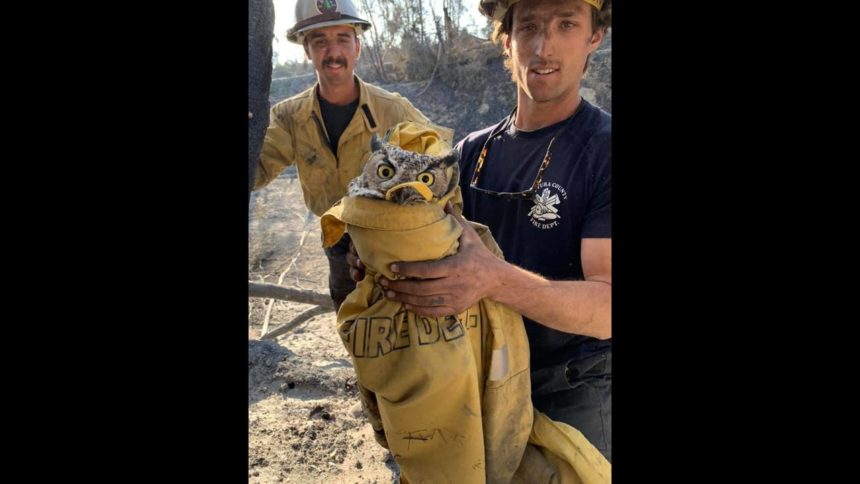owl saved Maria fire