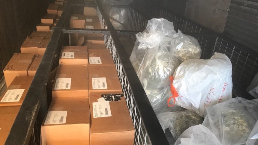 Cebada Canyon Marijuana Seizure