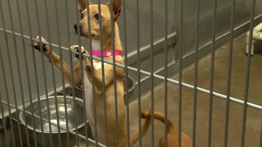 Anonymous donor sponsors toughtoadopt dogs in San Luis
