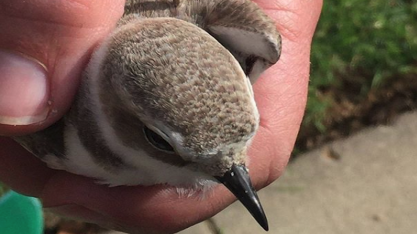 injured snowy plover