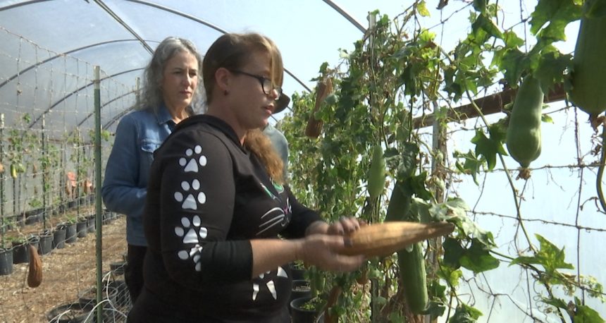 Agritourism Luffa Farm