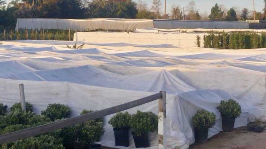 Carpinteria crops with plastic