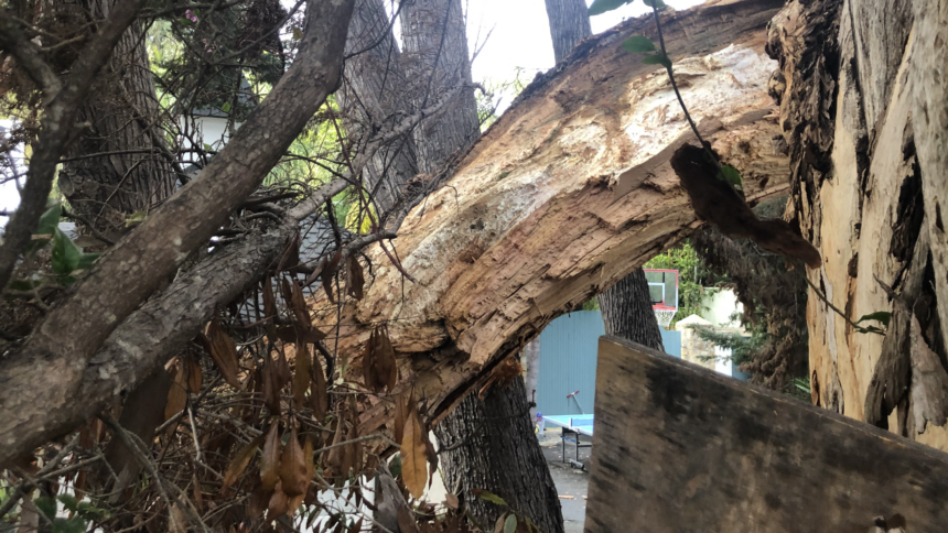 Tree damages SUV in Montecito