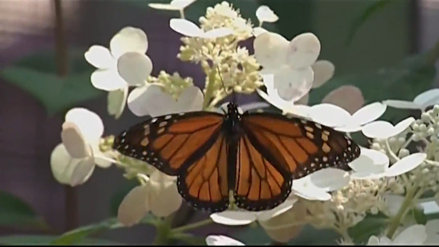 monarch_1570513751613_39489496_ver1.0