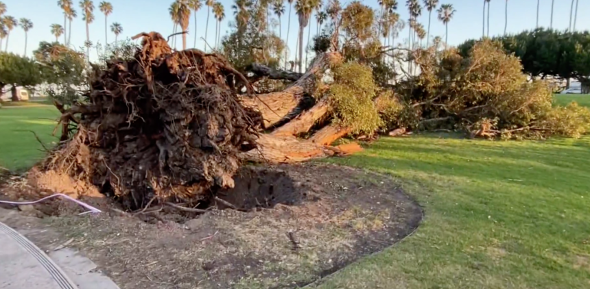 Famous Santa Barbara tree down