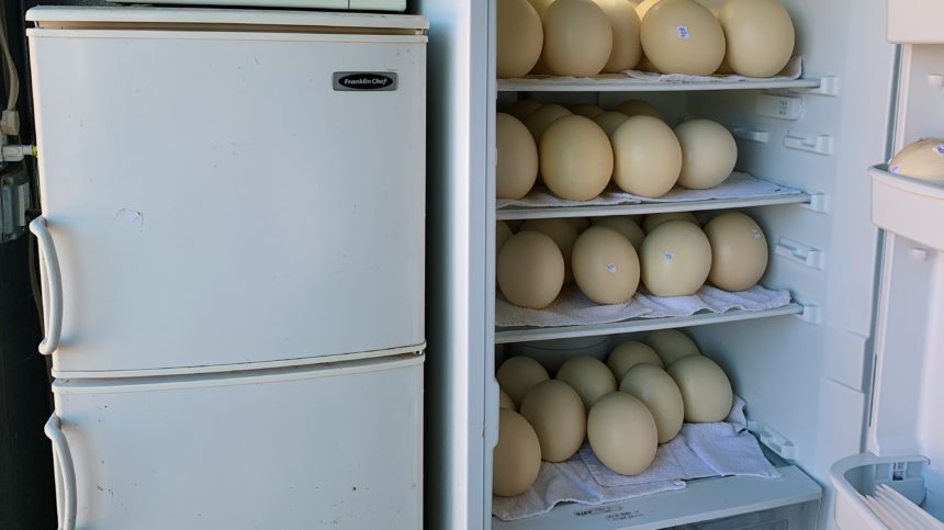 Ostrich eggs