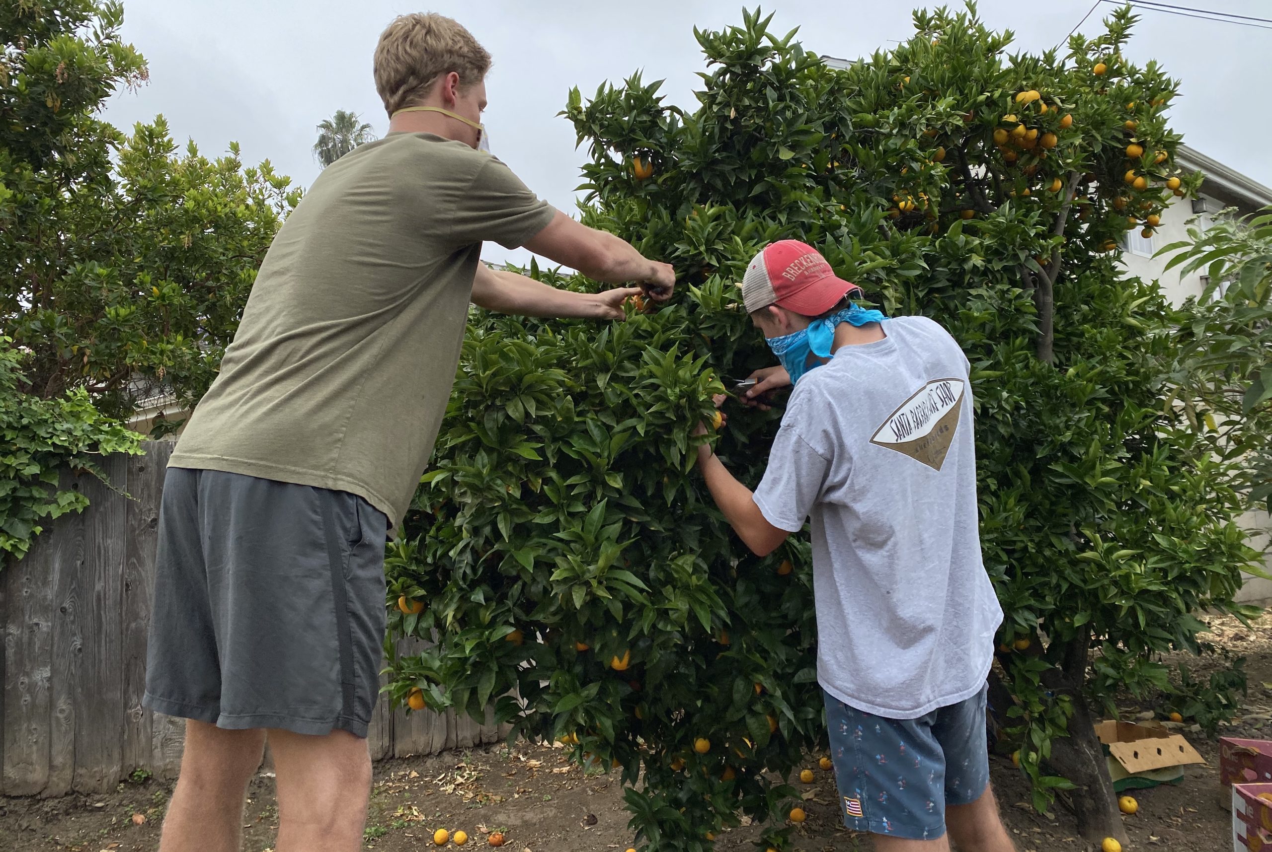 Local teens gleaning fruit from trees for those in need - KEYT