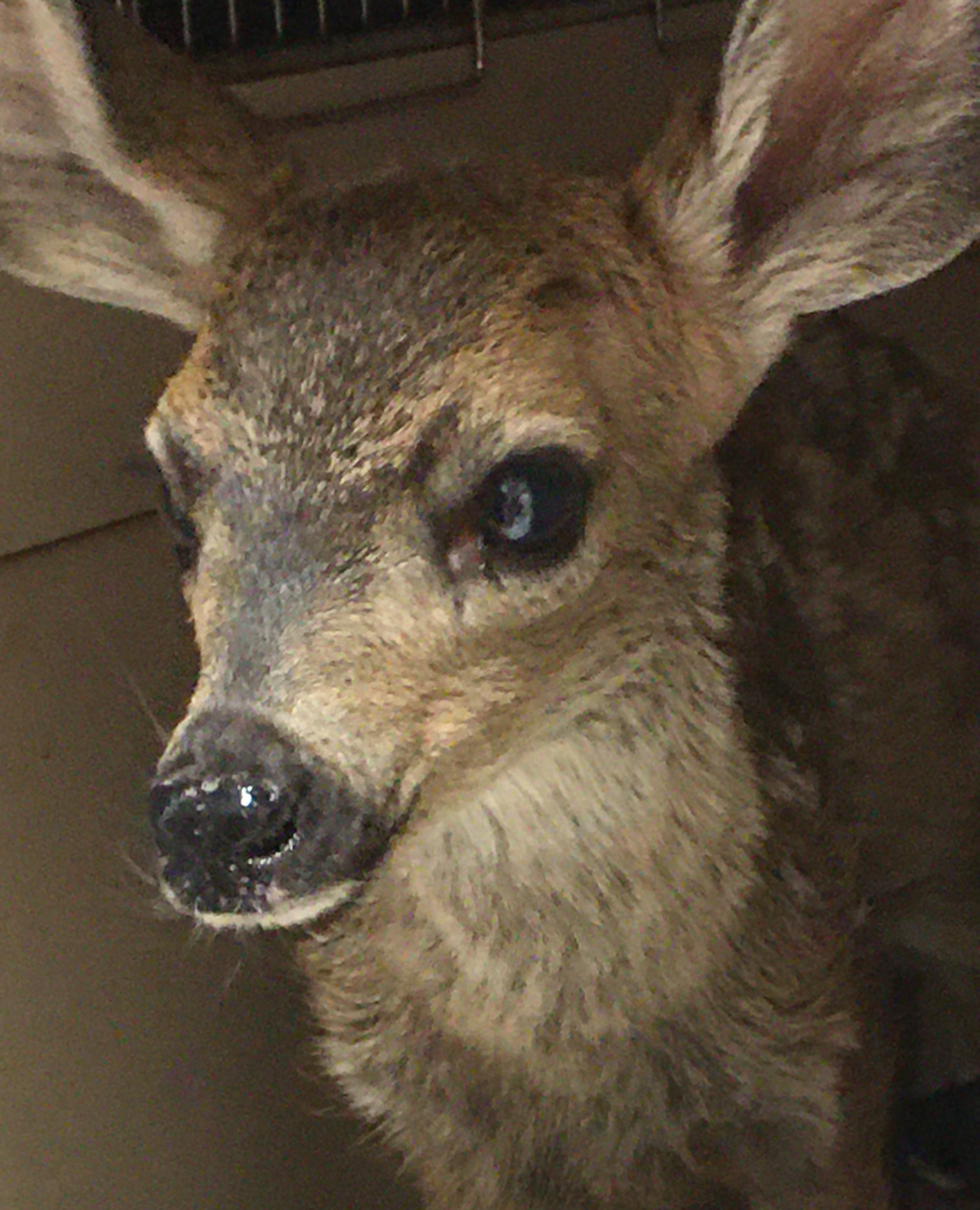 Santa Barbara County firefighters rescue fawn from Hollister Fire