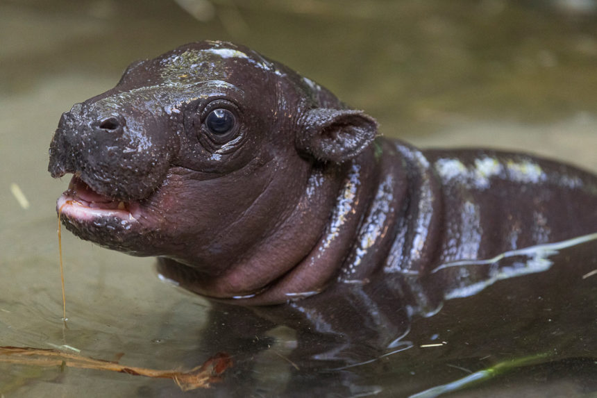 An Endangered Pygmy Hippo Was Born At The San Diego Zoo, The First In