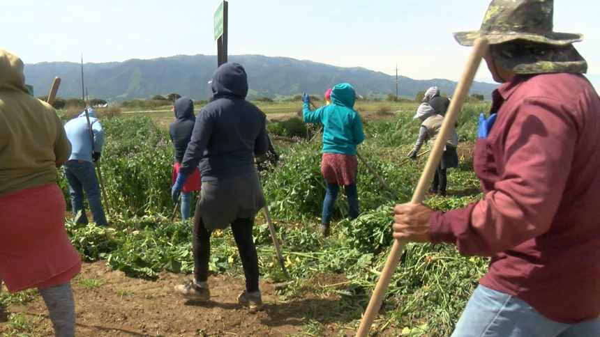 FARMWORKER CITIZENSHIP BILL - STILL