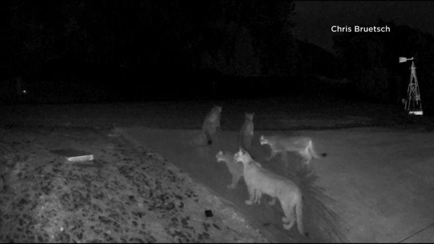 Rare video shows 5 mountain lions together in California ...