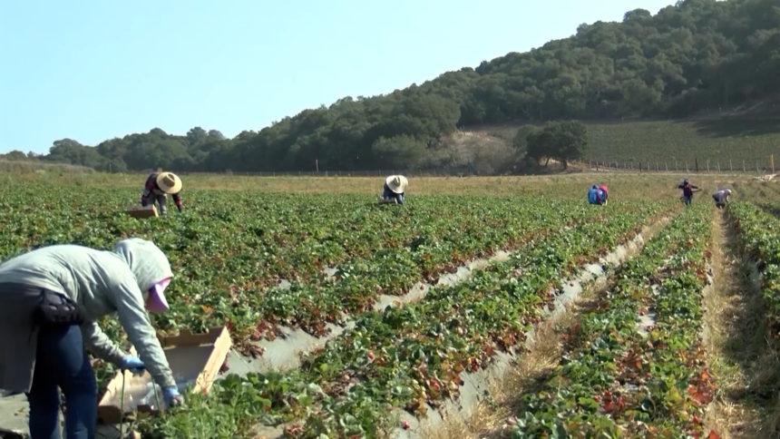 FARMWORKER.mp4.00_00_27_06.Still001
