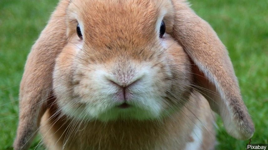 rabbit