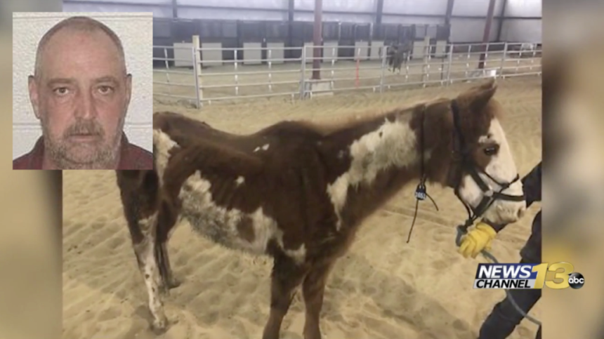 el paso county horse abuse case