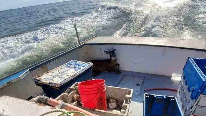 buck lobsterman Photo Ren Dorr Cropped