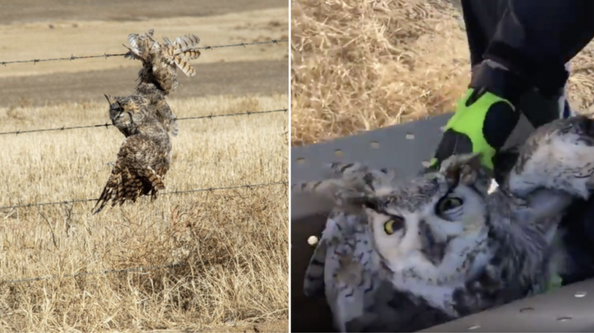 Colorado Wildlife Officials Rescue Great Horned Owl From