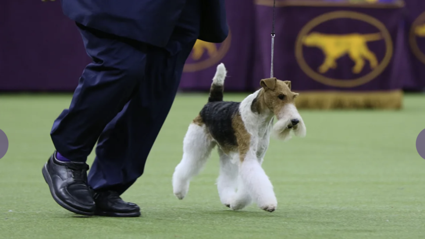 Peyton Man To Judge Westminster Dog Show In New York City Krdo