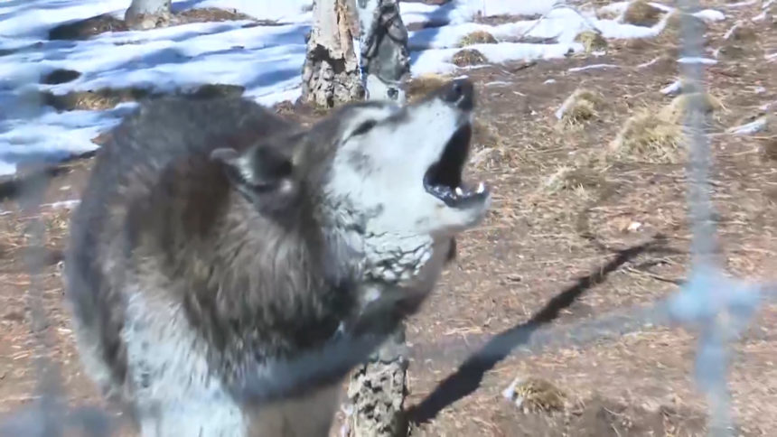Colorado Traffic Cameras >> Voters likely to decide in 2020 if grey wolves are ... Colorado Traffic Cameras >> Voters likely to decide in 2020 if grey wolves are ...