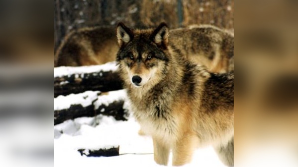 gray wolf photos usfws Cropped (1)