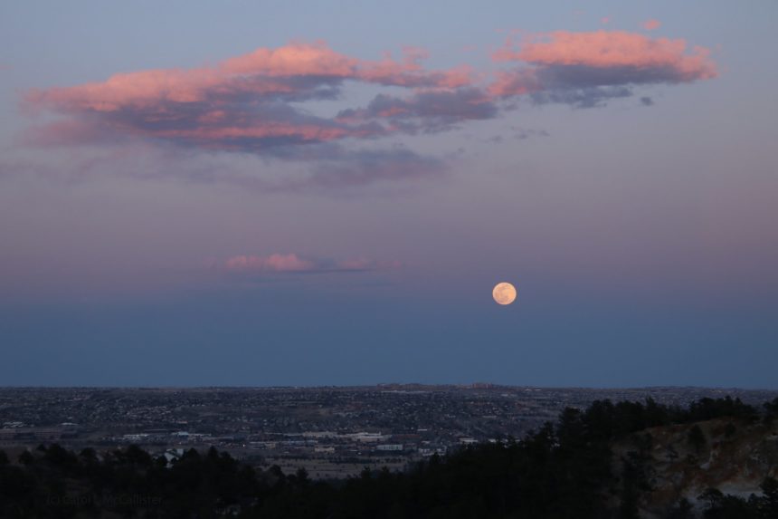 Carol McCallister pink moon