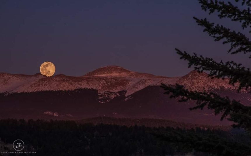 June Blooms Photography pink moon