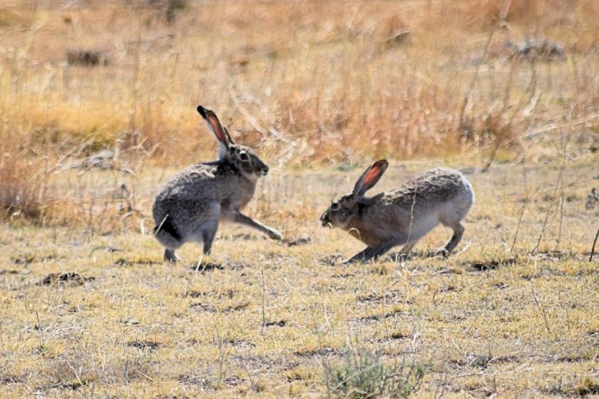 Parks and Wildlife requests help tracking deadly rabbit disease in El