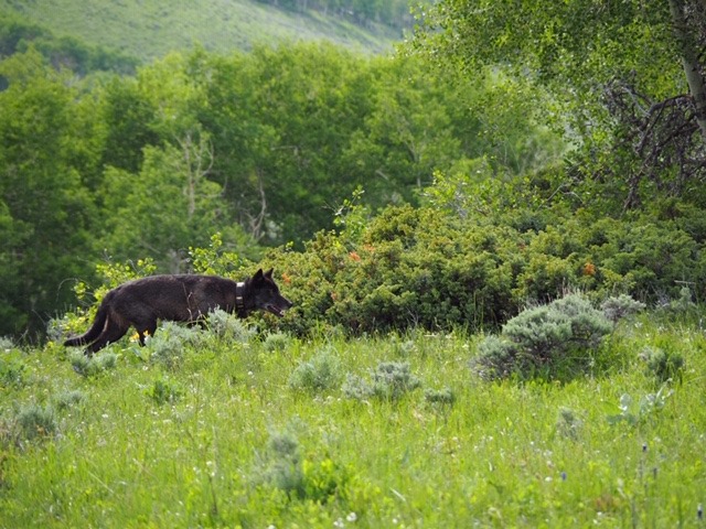 wolf-sighting-jackson-county.jpg