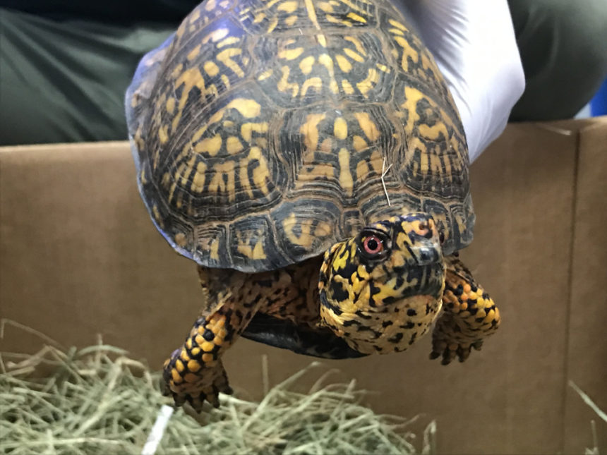 Seized Eastern box turtle